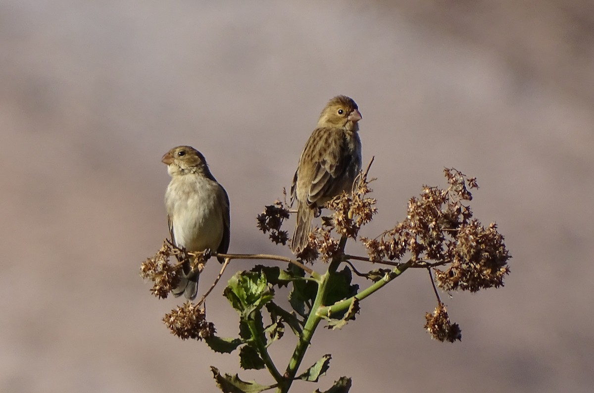 Chestnut-throated Seedeater - ML28870871