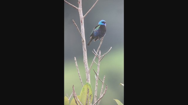 Blue-necked Tanager - ML288710941