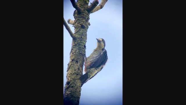 Beautiful Woodpecker - ML288711761