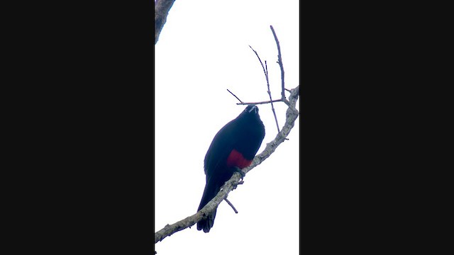 Red-bellied Grackle - ML288712551