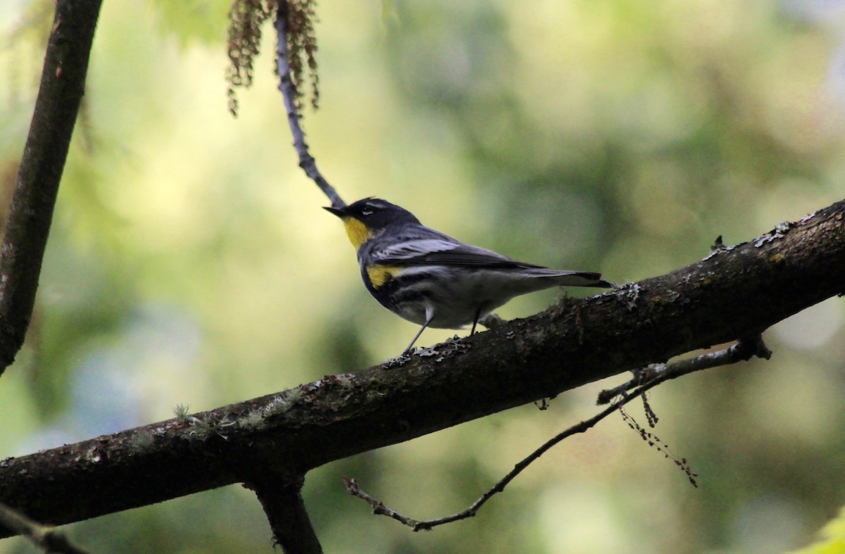 Yellow-rumped Warbler (Audubon's) - Kathy Hartman