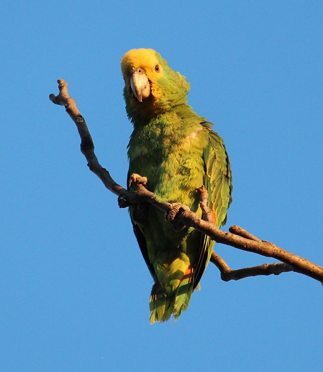 Yellow-headed Parrot - ML288716261