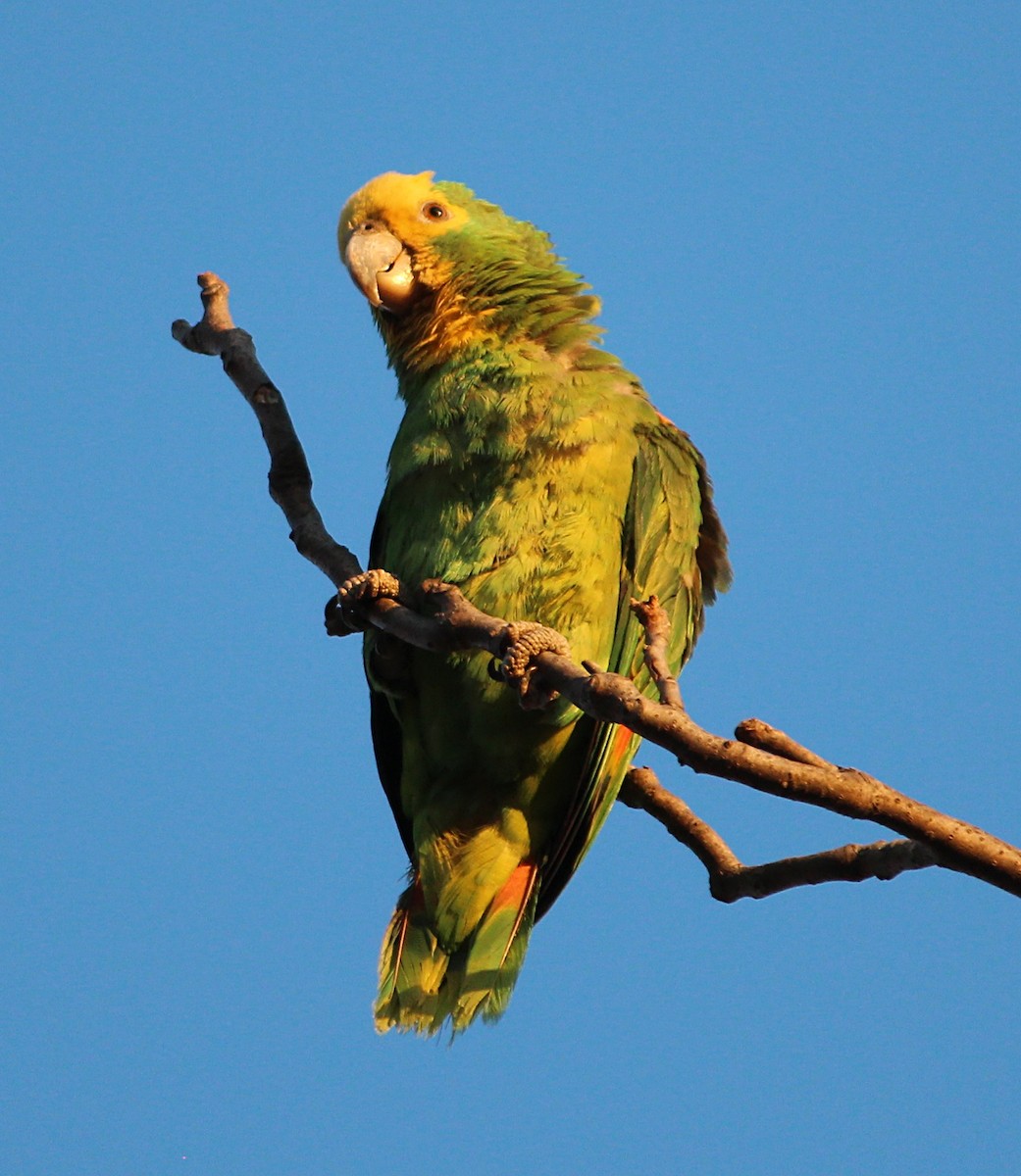Yellow-headed Parrot - ML288716301