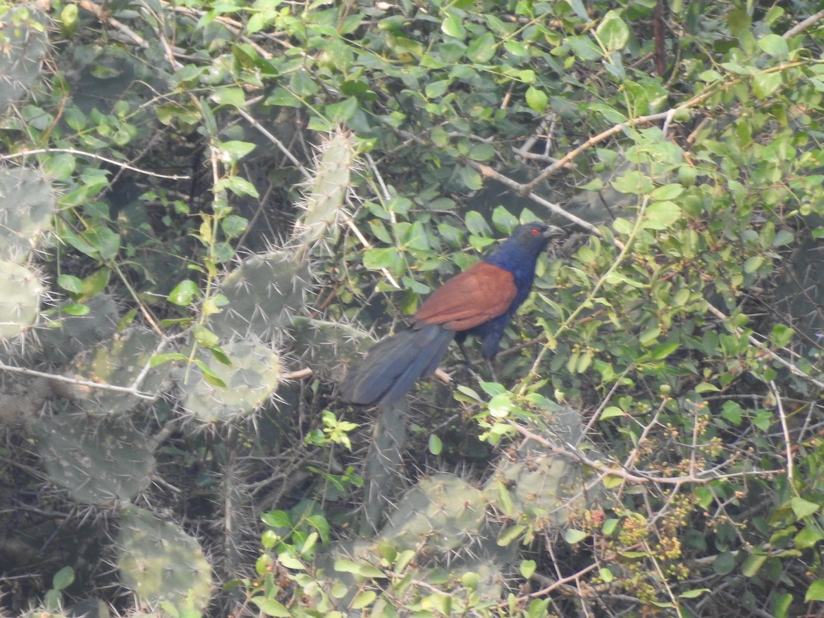 Greater Coucal - ML288716421