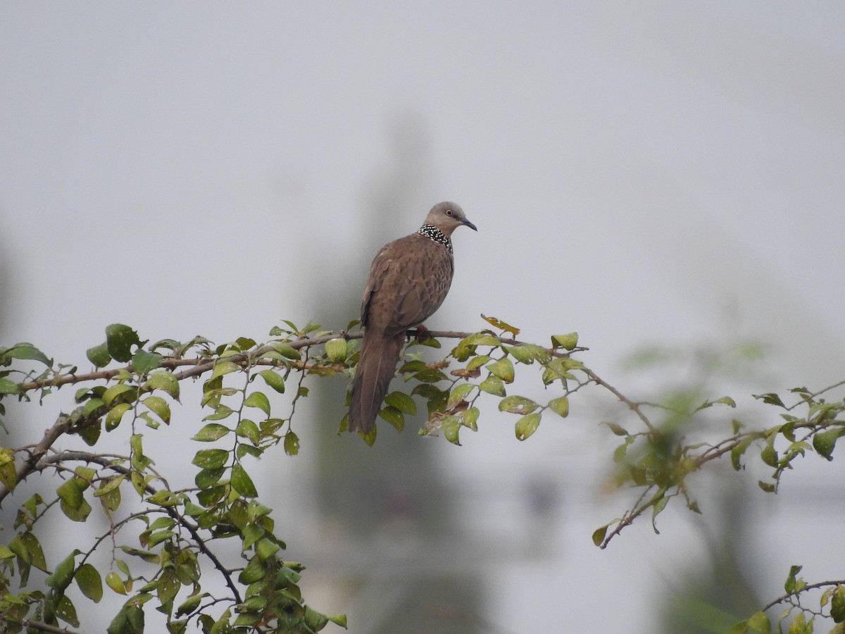 Spotted Dove - ML288716531