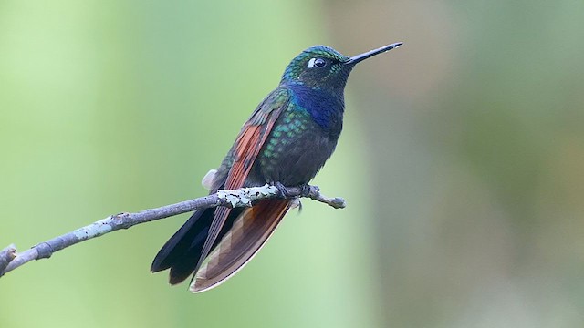 Garnet-throated Hummingbird - ML288726141