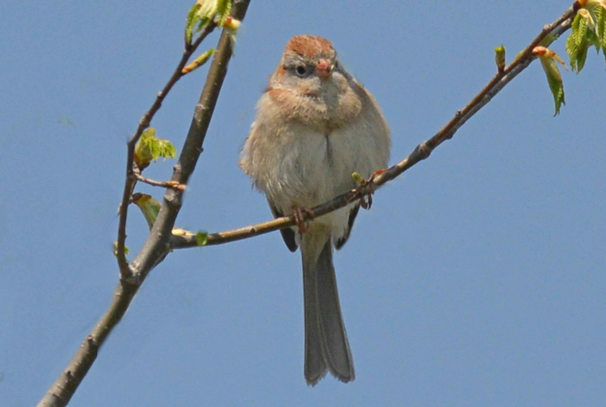 Field Sparrow - Michael Hatton