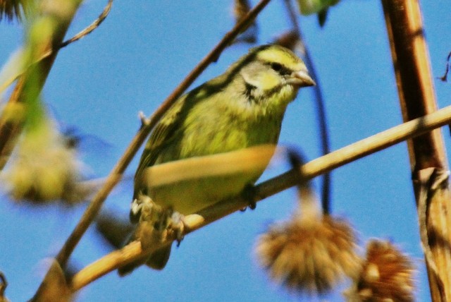 Yellow-fronted Canary - ML28873261