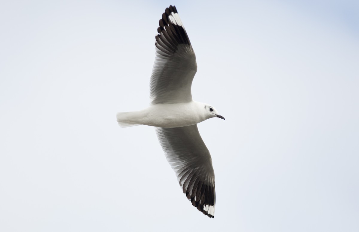 Andean Gull - Giselle Mangini