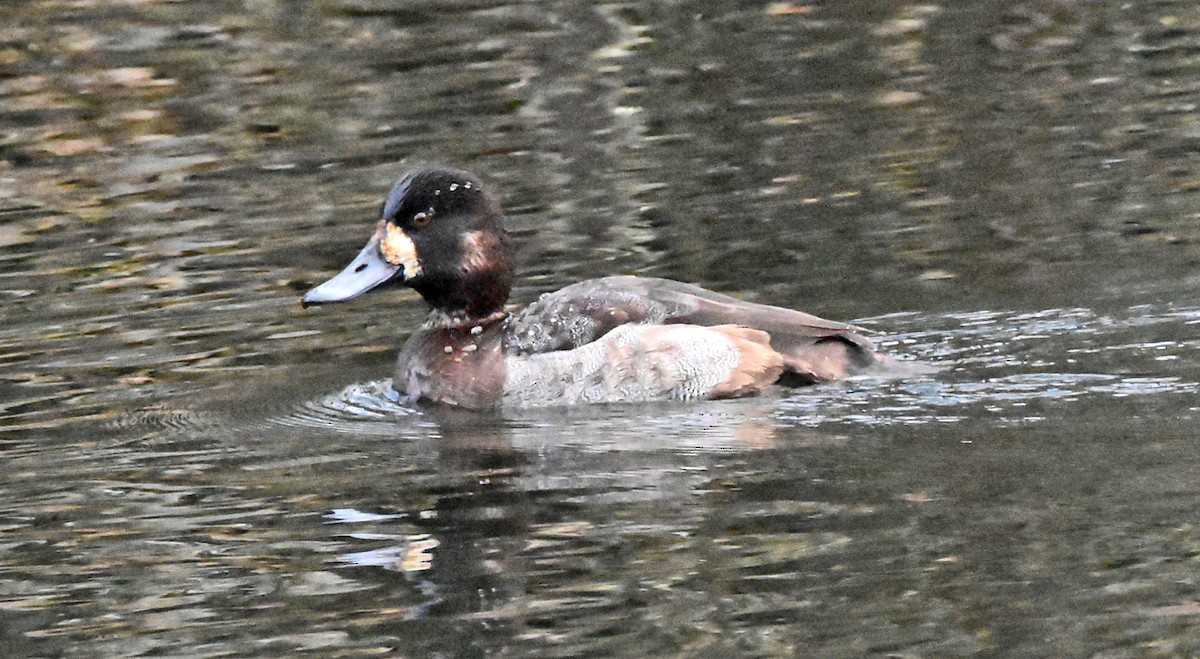 Greater Scaup - ML288736791