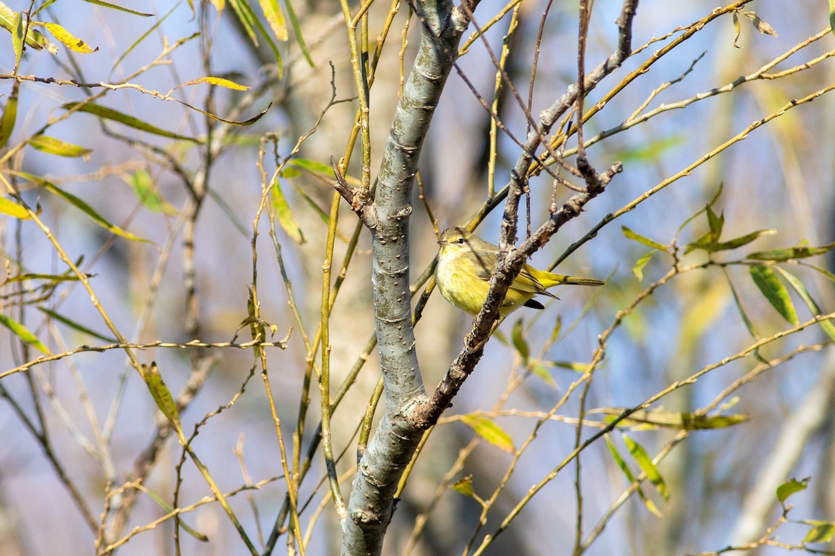 Palm Warbler (Yellow) - Tom Baxter