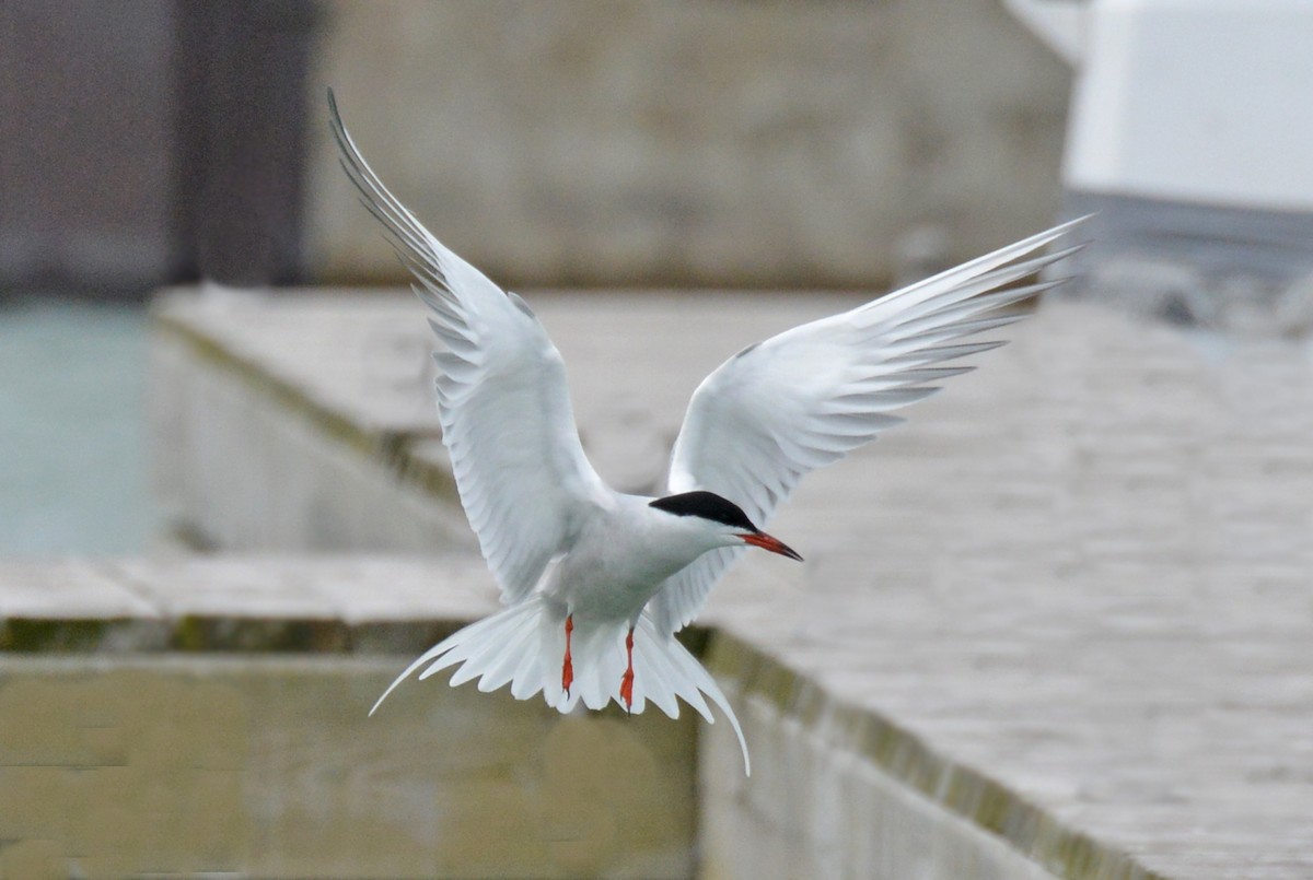 Common Tern - Michael Hatton