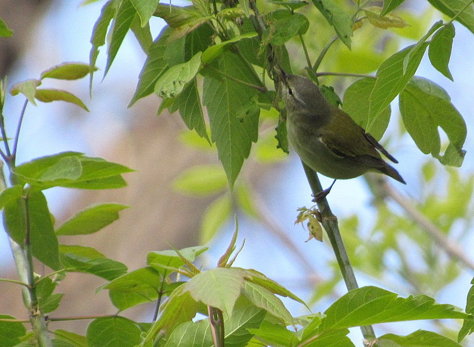 Tennessee Warbler - Mark Chao