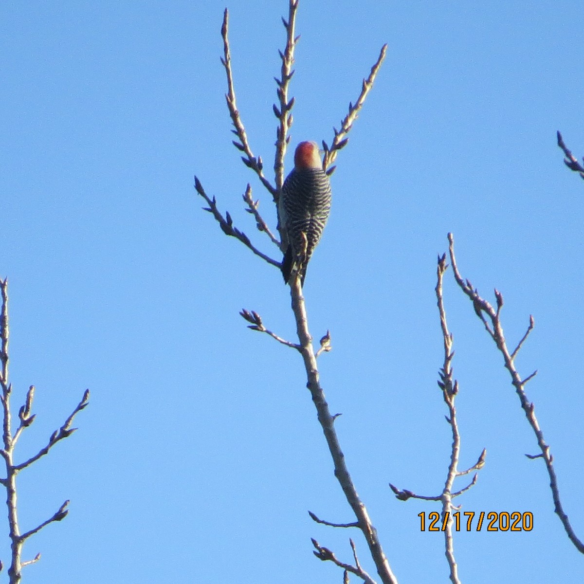 Red-bellied Woodpecker - JOHN KIRK
