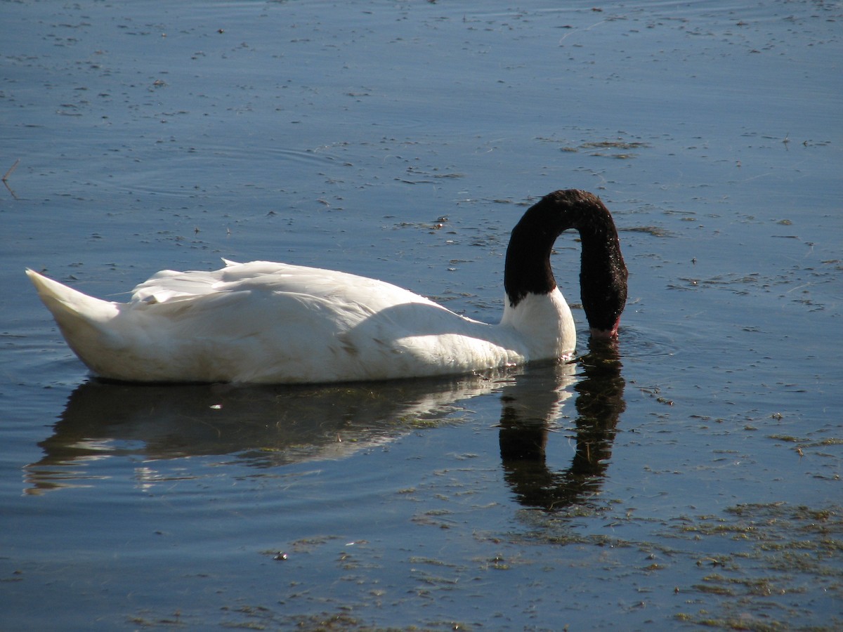 Black-necked Swan - ML288752861