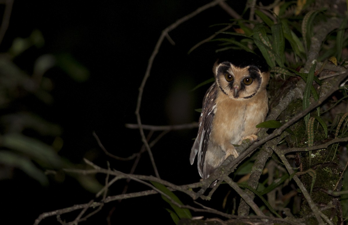 Buff-fronted Owl - ML28875321