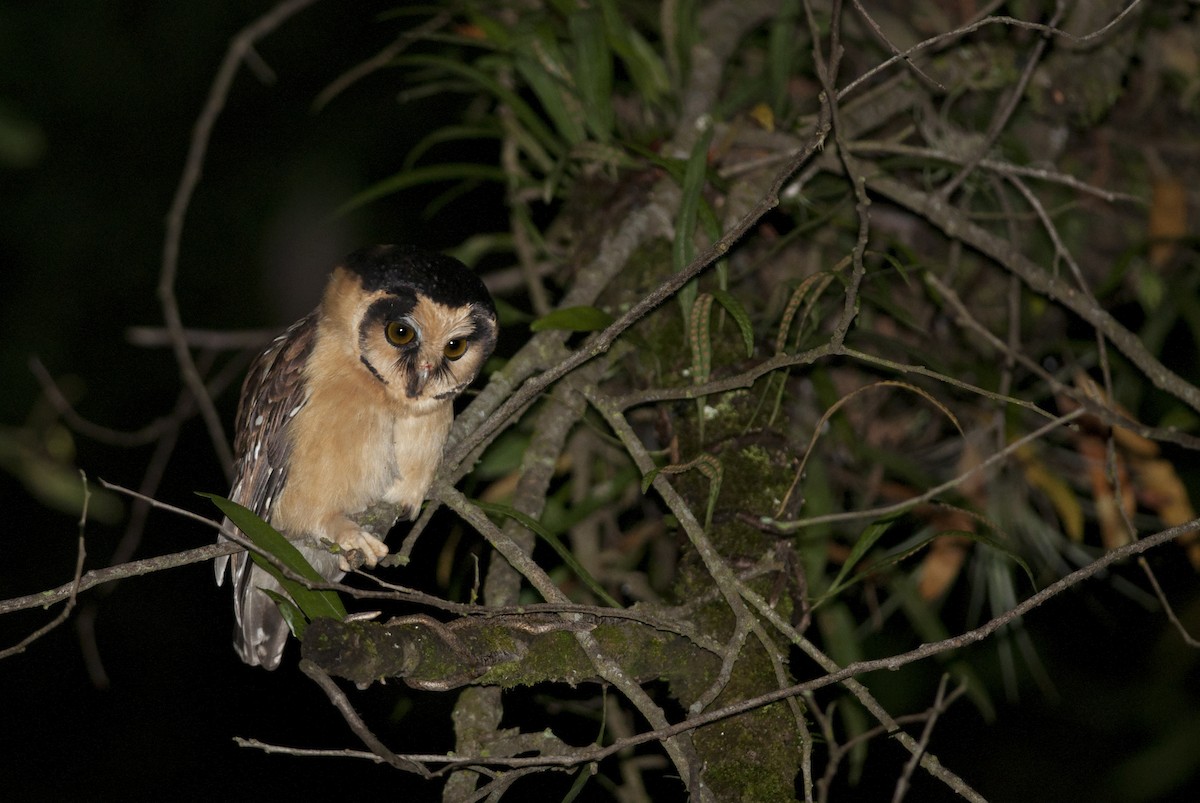 Buff-fronted Owl - ML28875471