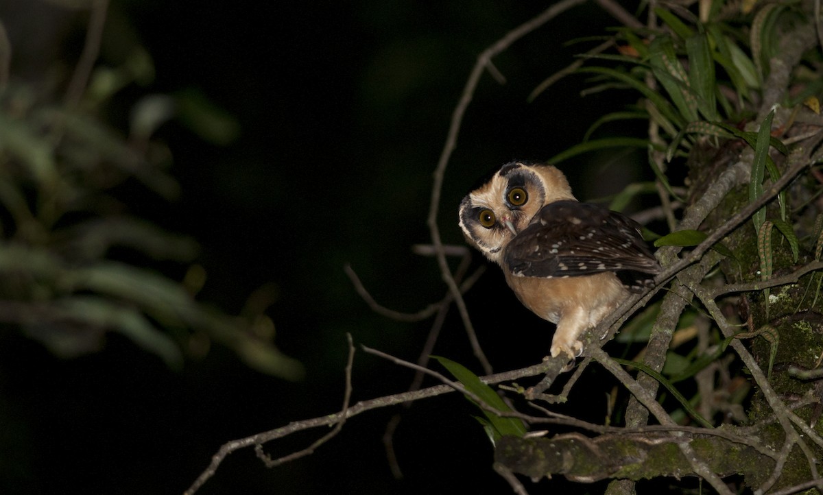 Buff-fronted Owl - ML28875481