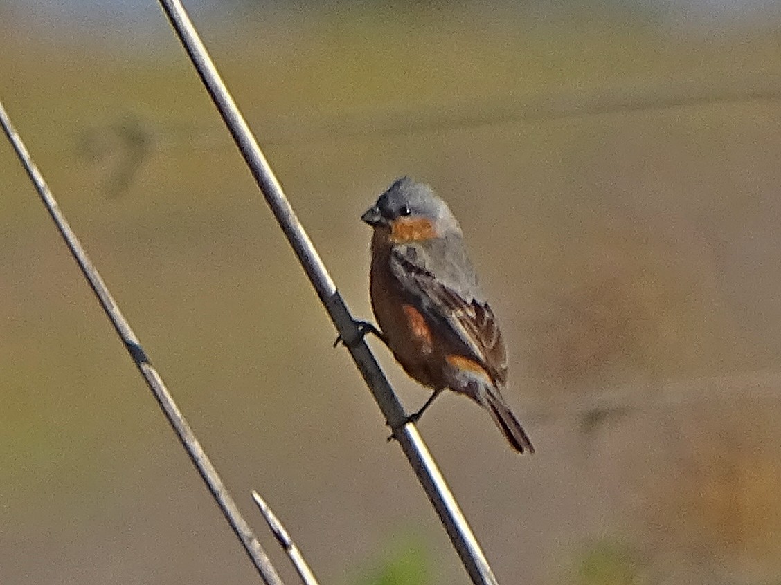 Tawny-bellied Seedeater - ML288755341