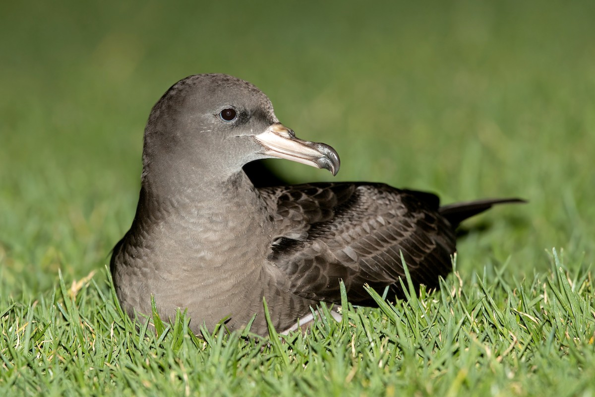 Flesh-footed Shearwater - ML288758361