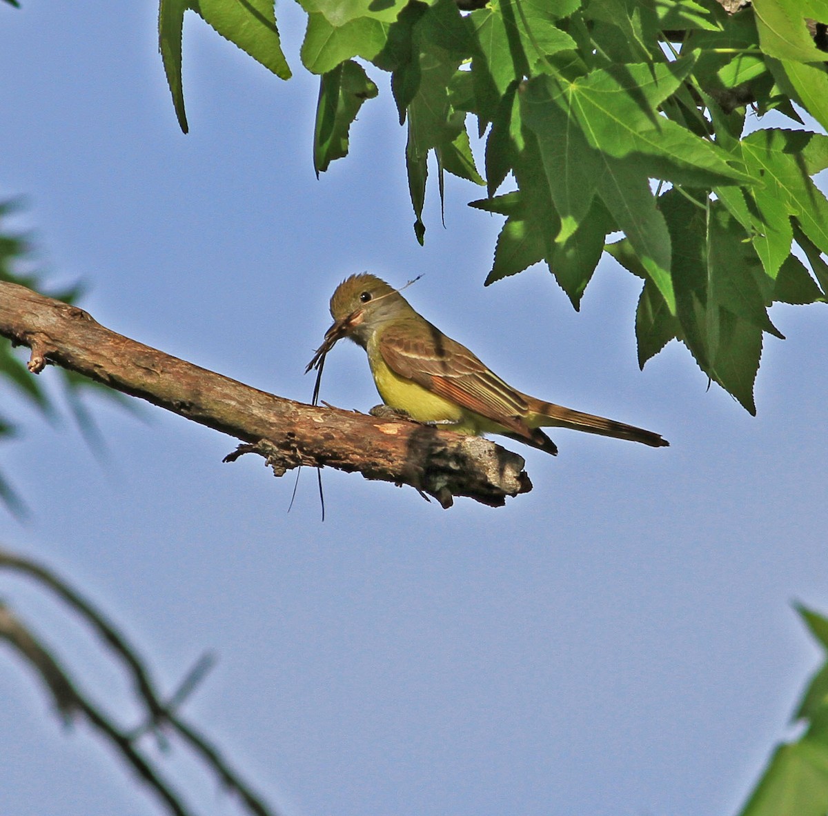 Great Crested Flycatcher - ML28876061