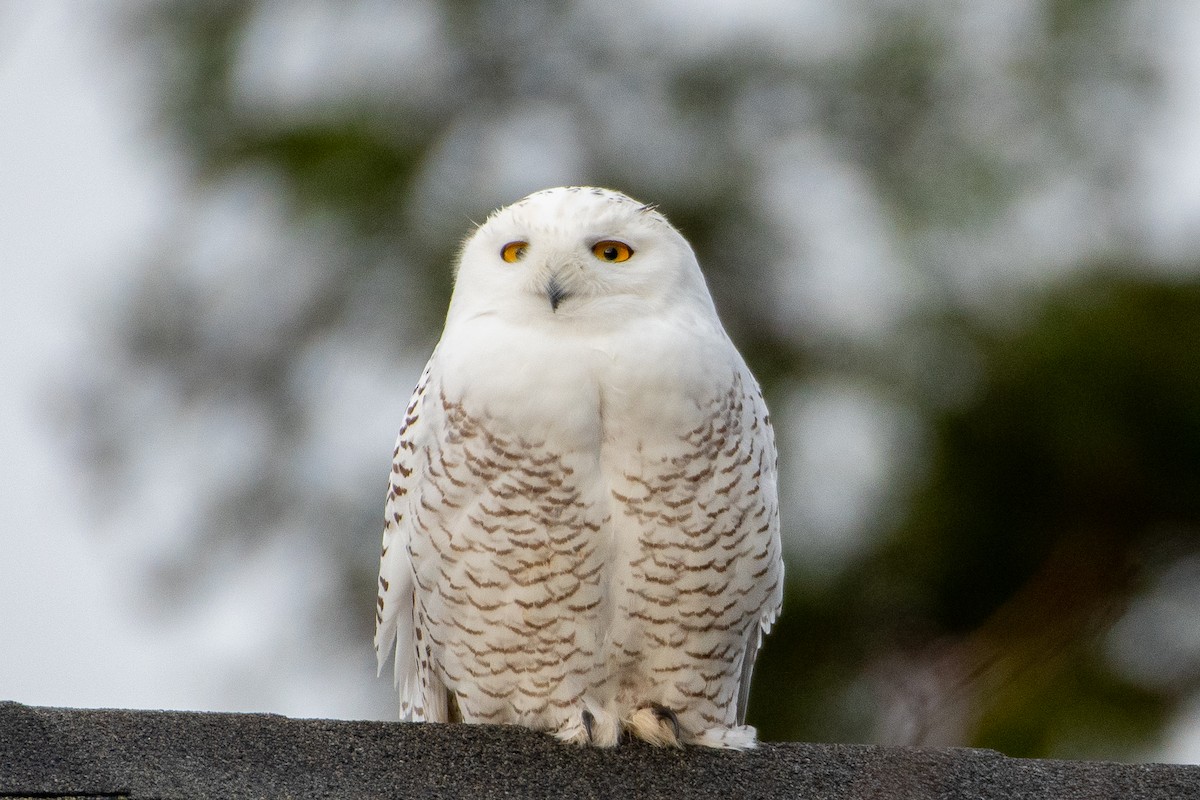 Snowy Owl - ML288764101