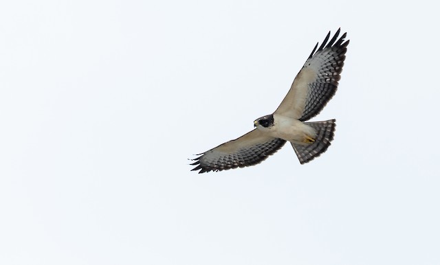 Possible confusion species: Short-tailed Hawk (<em class="SciName notranslate">Buteo brachyurus</em>). - Short-tailed Hawk - 