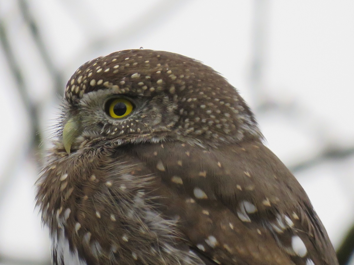 Northern Pygmy-Owl - Chris Murrell