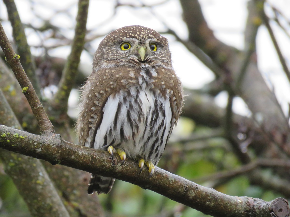 Northern Pygmy-Owl - ML288771371