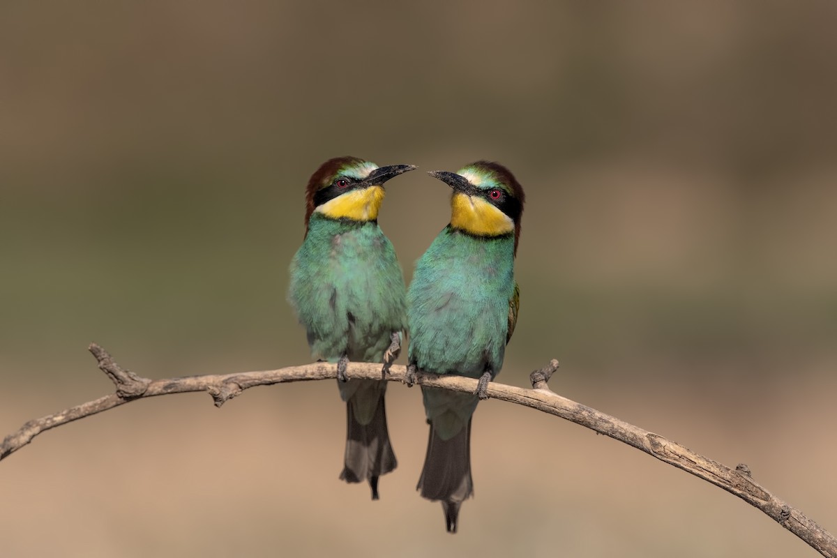European Bee-eater - ML288772931