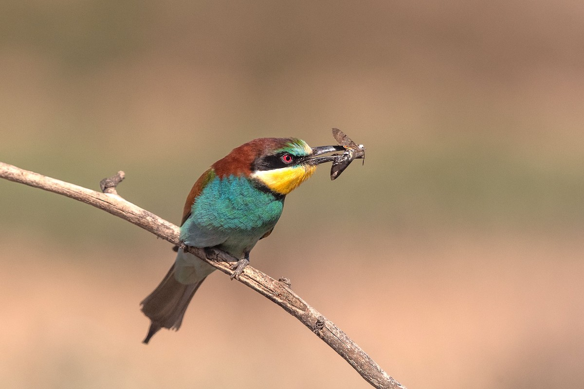 European Bee-eater - ML288773121