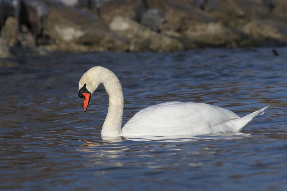 Mute Swan - Gis Segler
