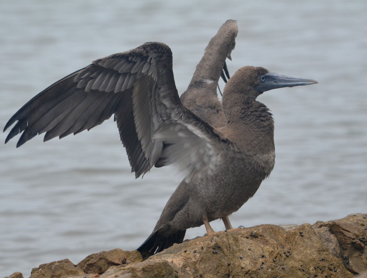 Brown Booby - ML28877331