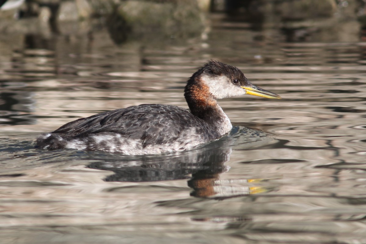 Red-necked Grebe - ML288775241