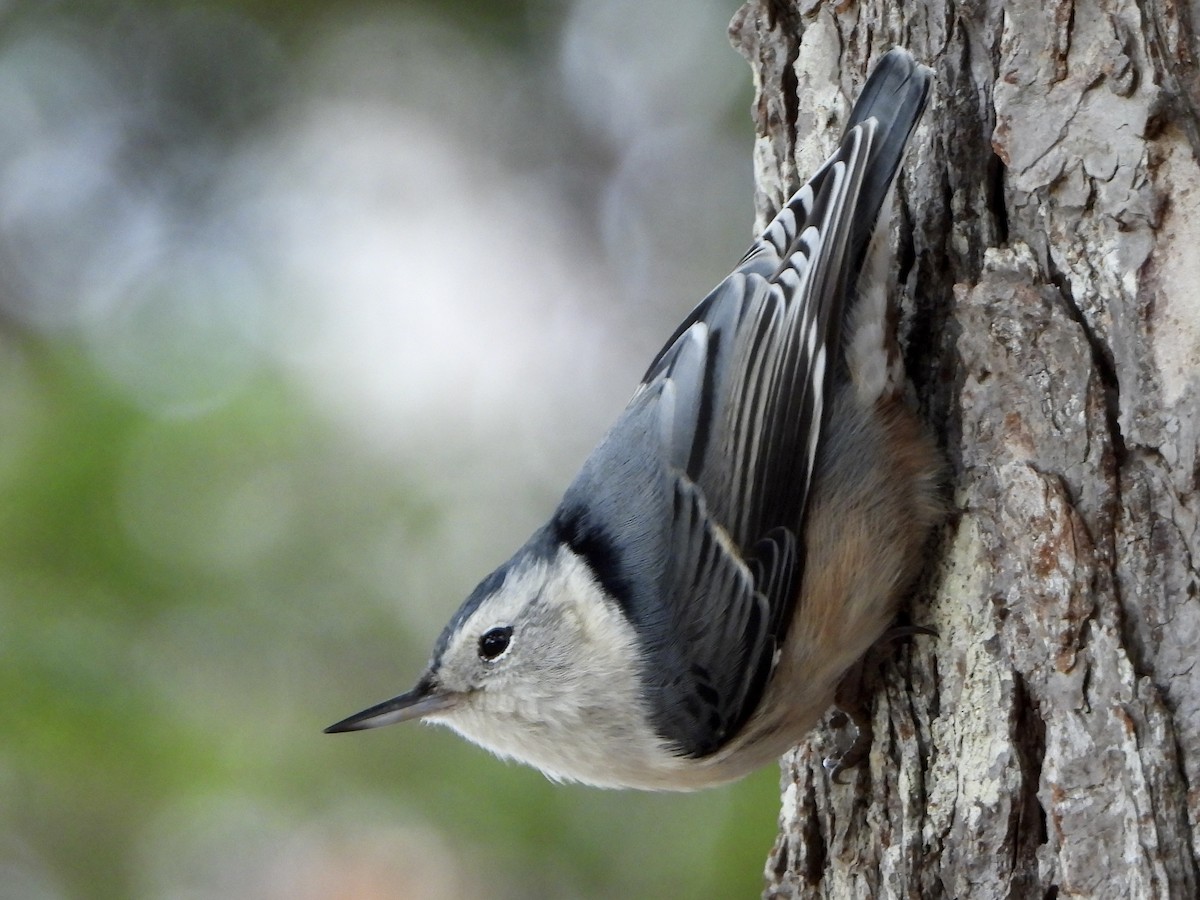 White-breasted Nuthatch - ML288777491
