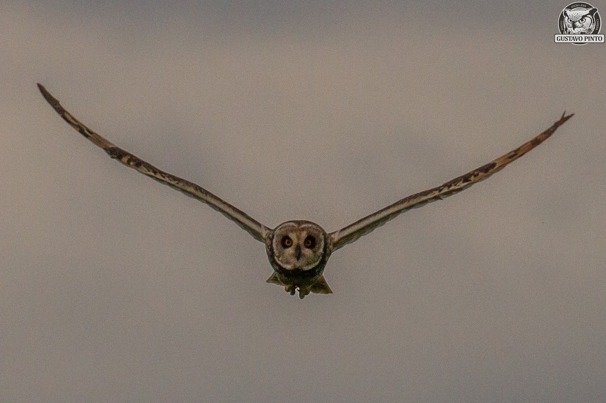 Short-eared Owl - Gustavo Pinto