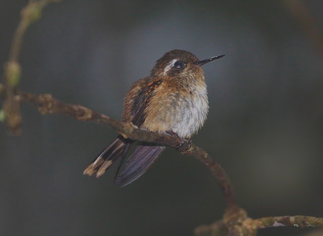 Speckled Hummingbird - Adela Indriago