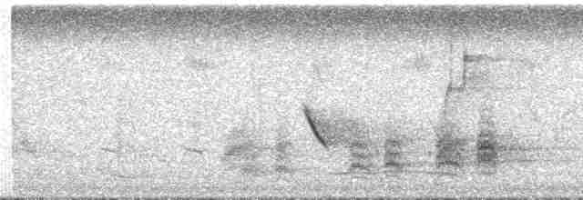Spotted Wren - ML288782