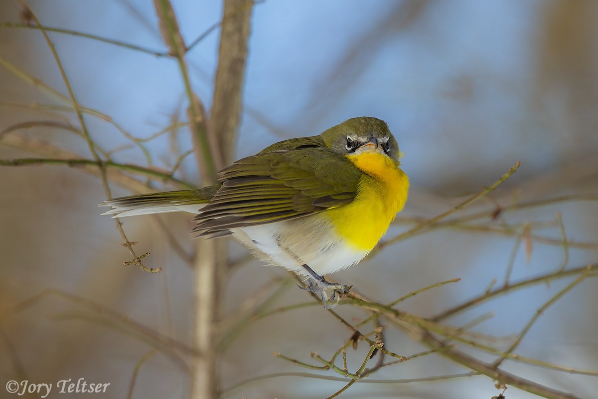 Yellow-breasted Chat - ML288782261