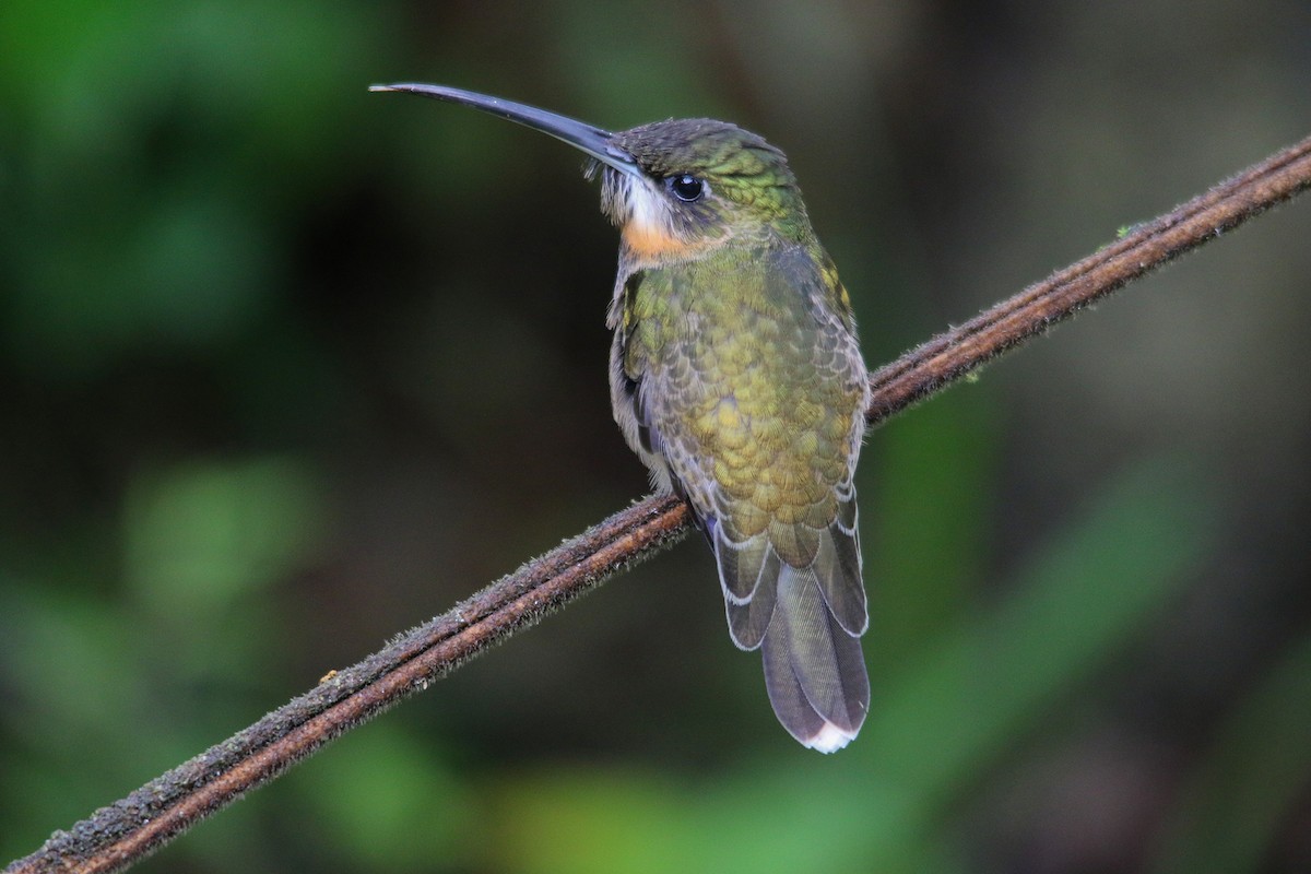 Pale-tailed Barbthroat - ML288784541