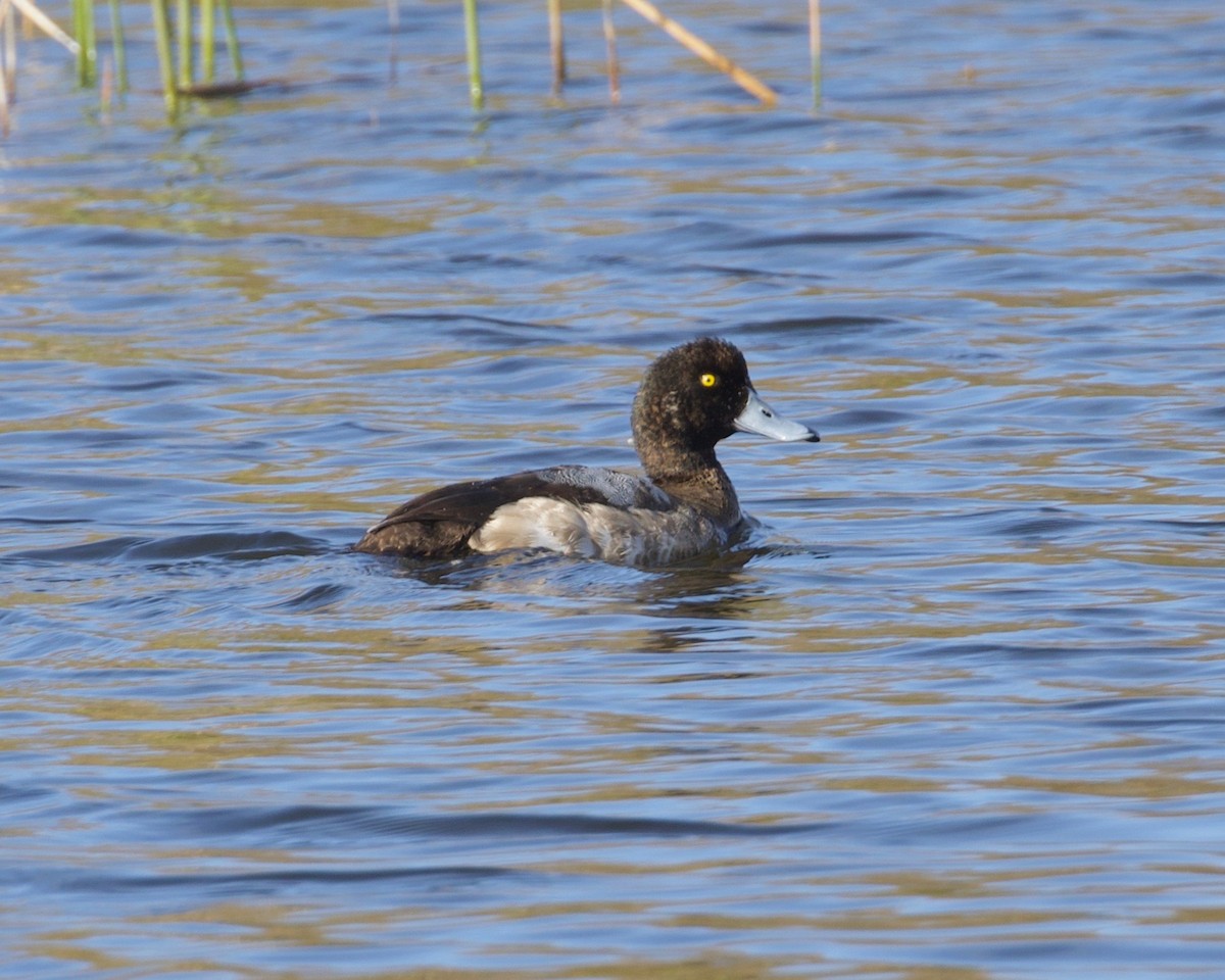 Greater Scaup - Terence Degan