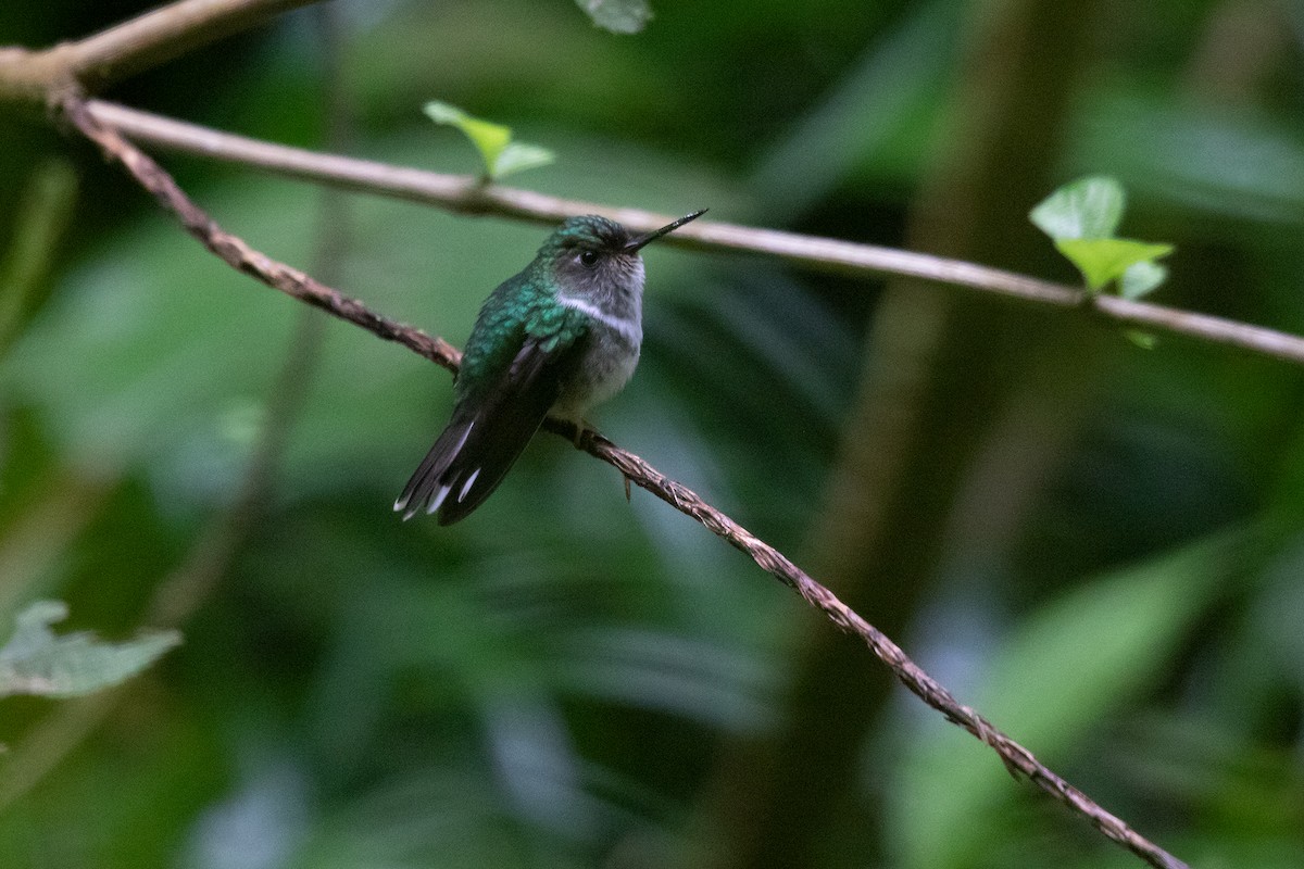 kolibřík ekvádorský - ML288787201