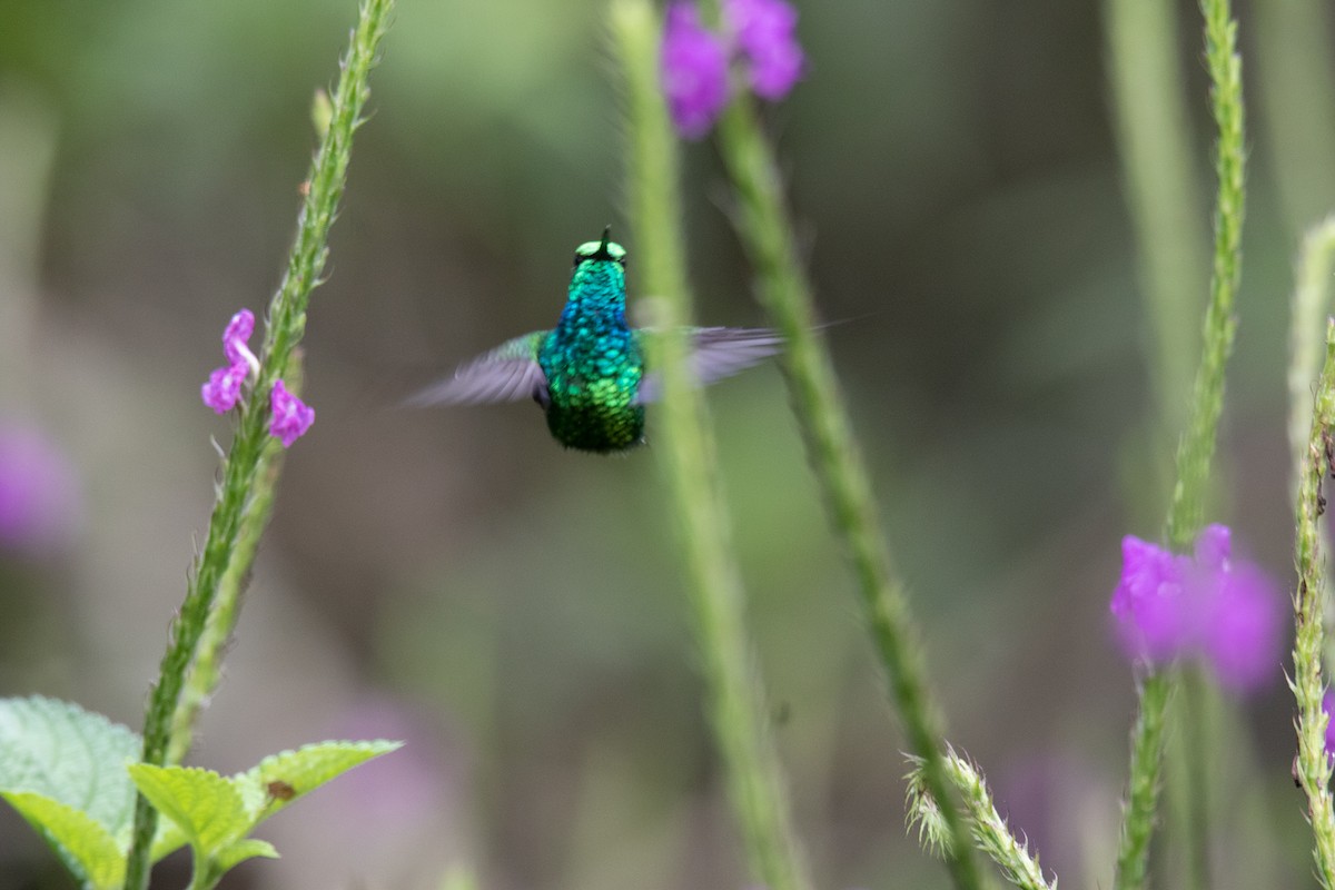 Blue-tailed Emerald - ML288787431