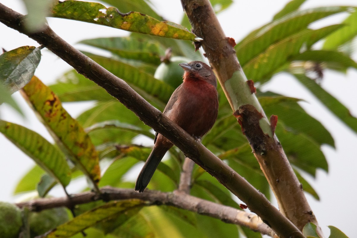 Red-crested Finch - ML288788901
