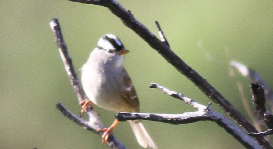 White-crowned Sparrow - ML288789291