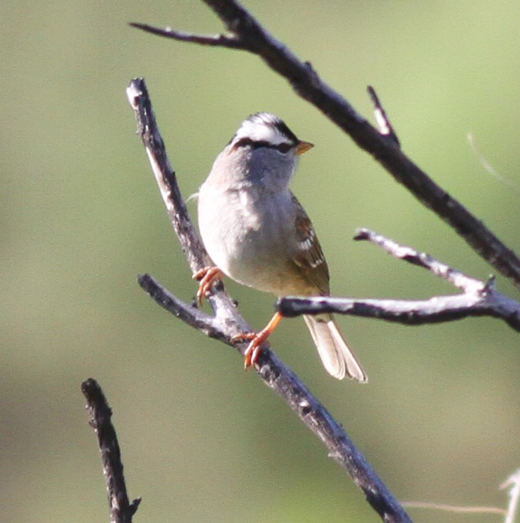 White-crowned Sparrow - ML288789331