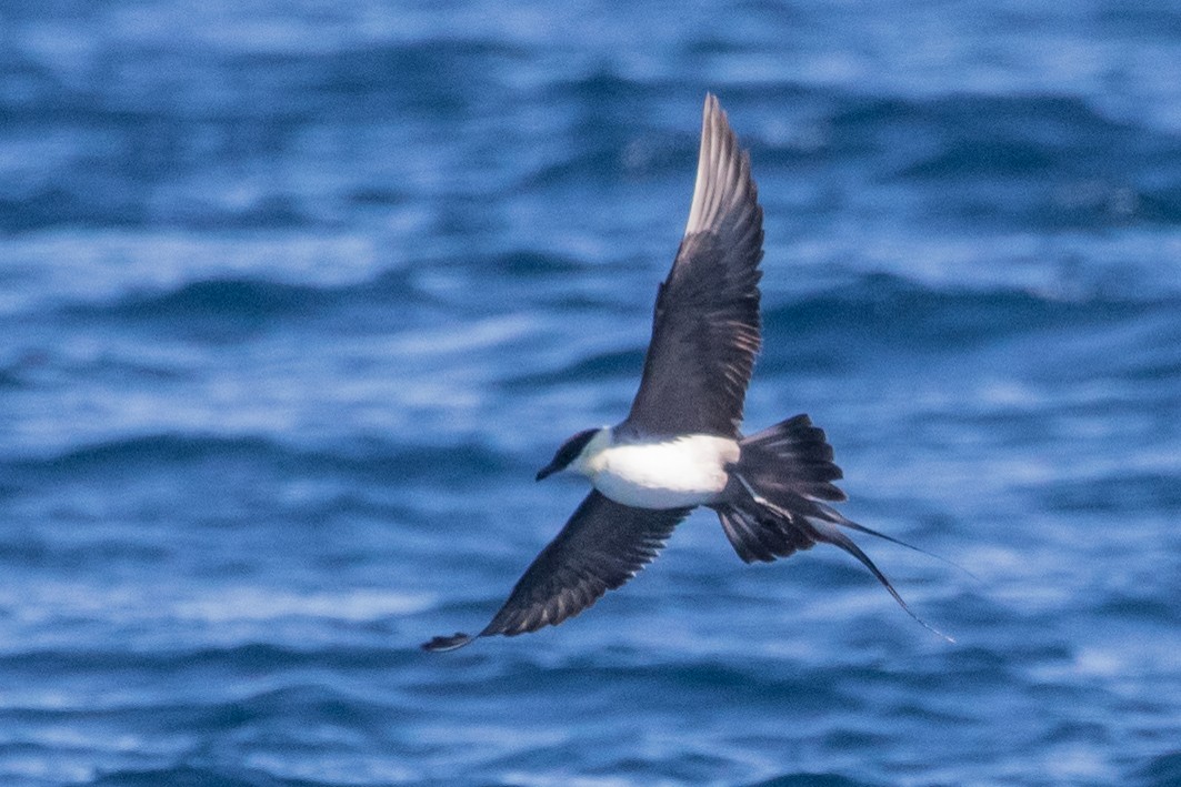 Long-tailed Jaeger - ML288795611