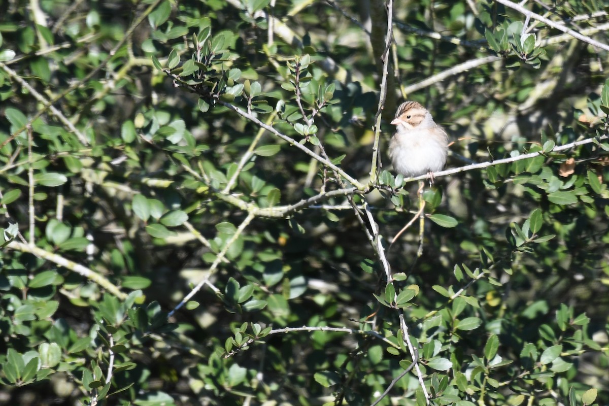 Clay-colored Sparrow - Bill Eisele