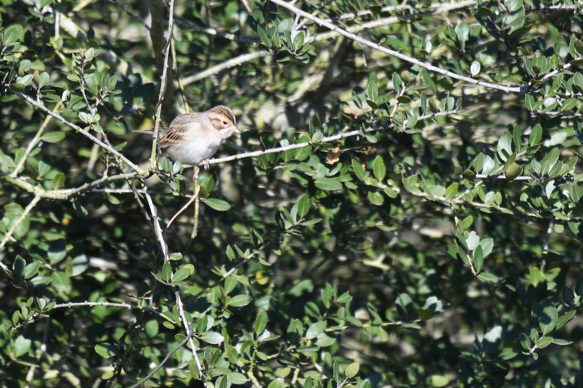 Clay-colored Sparrow - ML288795711