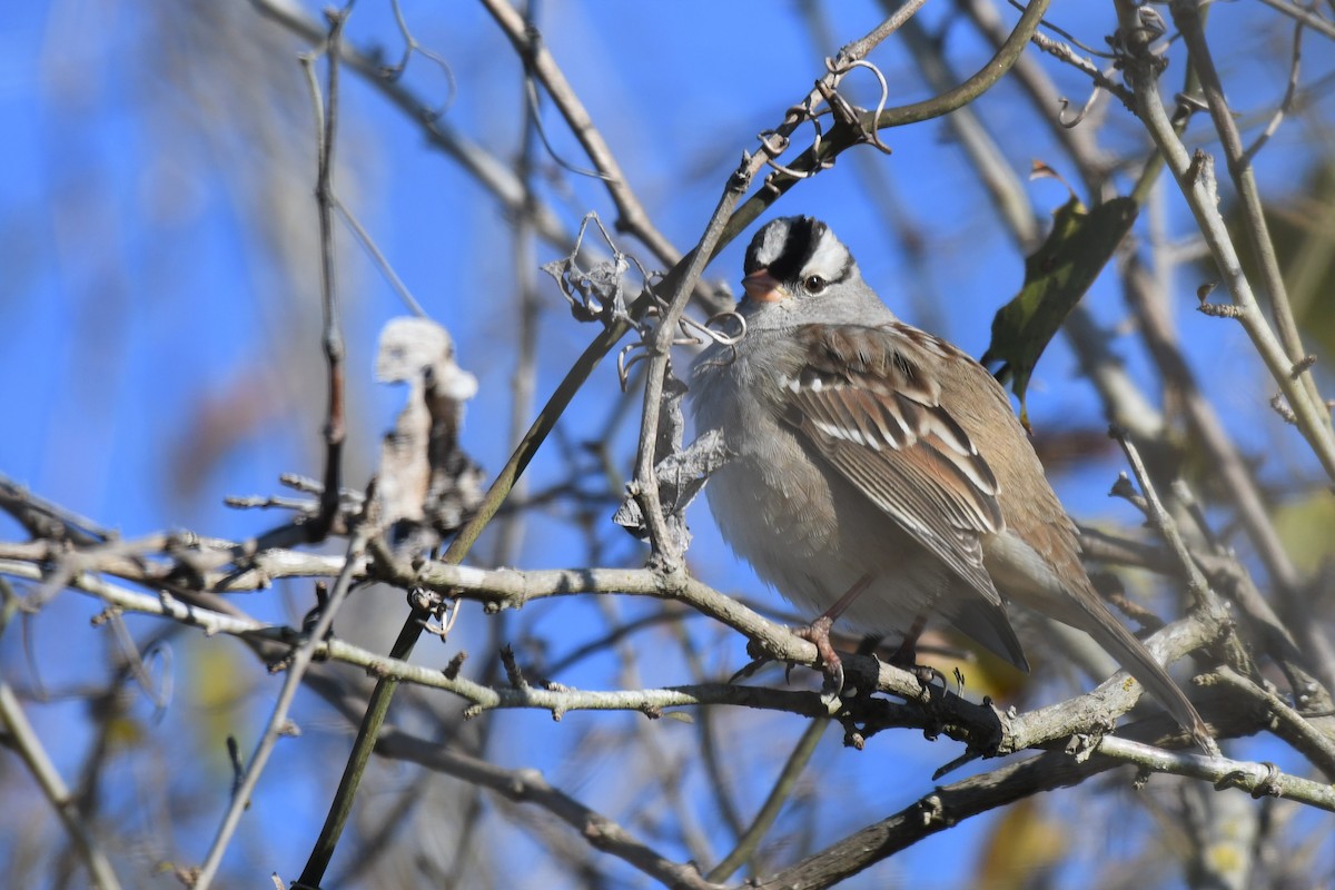 White-crowned Sparrow - ML288795831
